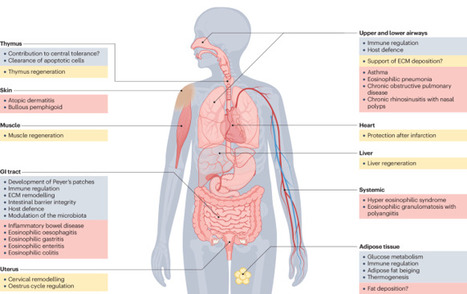 Spatial adaptation of eosinophils and their emerging roles in homeostasis, infection and disease | Nature Reviews Immunology | Immunology | Scoop.it