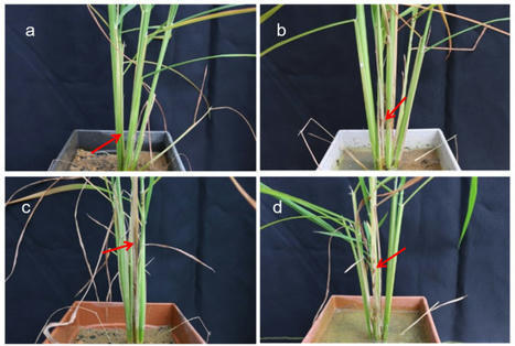 INDONESIA:  Rice Plants’ Resistance to Sheath Blight Infection is Increased by the Synergistic Effects of Trichoderma Inoculation with SRI Management | SRI Global News: February - April 2024 **sririce -- System of Rice Intensification | Scoop.it