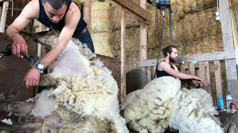 "La laine est devenue une charge pour mon exploitation" : dans l'Allier, les éleveurs n'arrivent plus à vendre les toisons de leurs bêtes | Economie de l'Elevage | Scoop.it