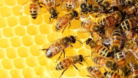 Des élus de Bourgogne s’engagent pour la protection des abeilles | Revue de presse du CAUE de la Nièvre | Scoop.it
