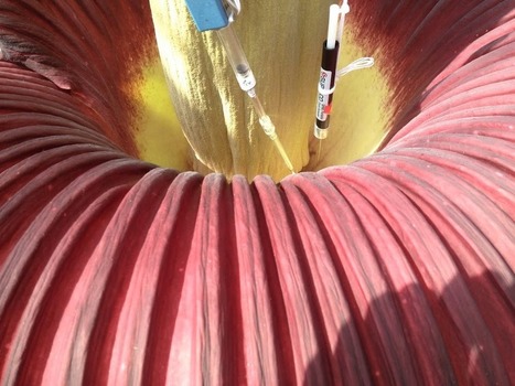 Giant Corpse Flower Blooms | Plant Biology Teaching Resources (Higher Education) | Scoop.it