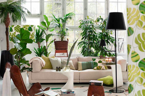 10 Indoor Trees That Will Thrive Inside Your Home | Best Home Decor  Maintenance Tips & More | Scoop.it