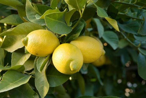 How to Prune a Lemon Tree—8 Tips for Making the Right Cuts | Best Backyard Patio Garden Scoops | Scoop.it