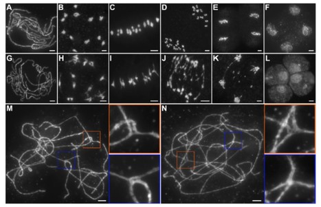 MEICA 1 (meiotic chromosome association 1) interacts with TOP3α and regulates meiotic recombination in rice | The Plant Cell | Scoop.it