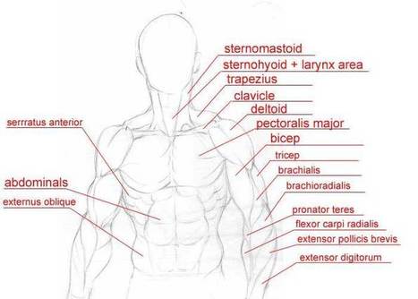 Animatedbuzz.com - tutorials - online anatomy reference for artists | Drawing References and Resources | Scoop.it