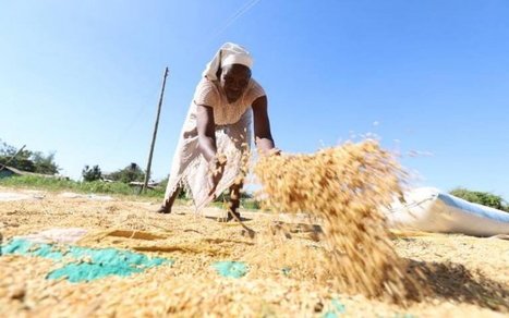 KENYA: New rice method increases yields | SRI Global News: February - April 2024 **sririce -- System of Rice Intensification | Scoop.it