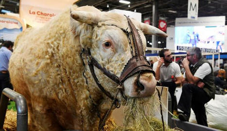 Salon de l'agriculture : les vaches sans le méthane, c'est possible ? | Actualité Bétail | Scoop.it