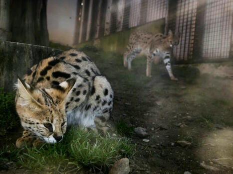 Un refuge pour servals abandonnés, victimes d'une mode sur les réseaux | Biodiversité - @ZEHUB on Twitter | Scoop.it