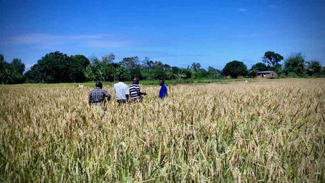 MALAWI: Incentive Based Contract Farming in Malawi | SRI Global News: February - April 2024 **sririce -- System of Rice Intensification | Scoop.it