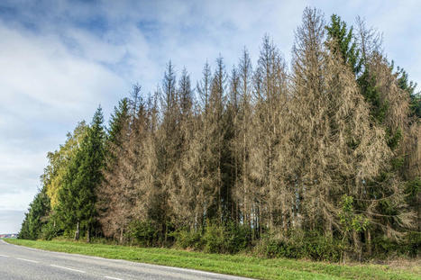 Forêts : quels arbres planter pour qu’ils résistent au climat d’aujourd’hui mais aussi à celui de 2100 ? | Libération | La SELECTION du Web | CAUE des Vosges - www.caue88.com | Scoop.it