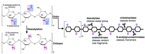 Chitin Degradation and Use Across Marine Microbiomes | iBB | Scoop.it