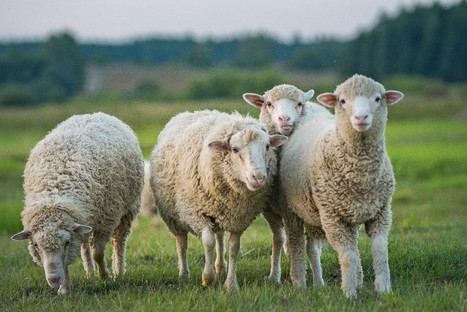 Ovins – Les tarifs restent soutenus dans les agneaux | Actualité Bétail | Scoop.it