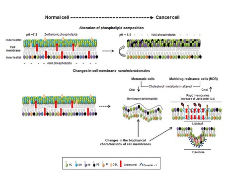 Perturbing the Dynamics and Organization of Cell Membrane Components: A New Paradigm for Cancer-Targeted Therapies | iBB | Scoop.it