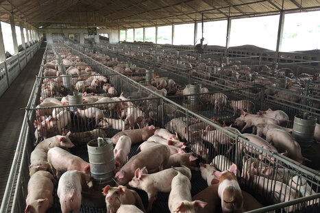 TRADE: China launches anti-dumping probe into EU pork imports | COMMERCE & LOGISTIQUE | Scoop.it