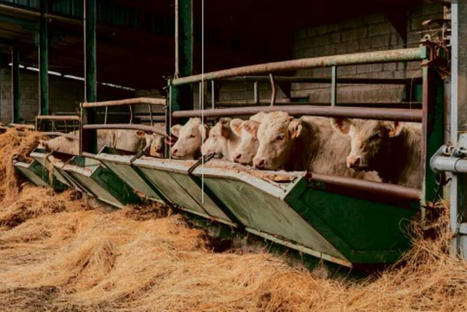 En Bourgogne, Coop'Amour fait rayonner Label Rouge et charolais | Actualité Bétail | Scoop.it