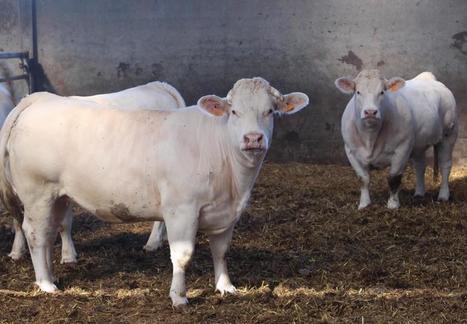 Prix de la viande bovine : la FNB dénonce l'immobilisme de certains acteurs | Actualité Bétail | Scoop.it