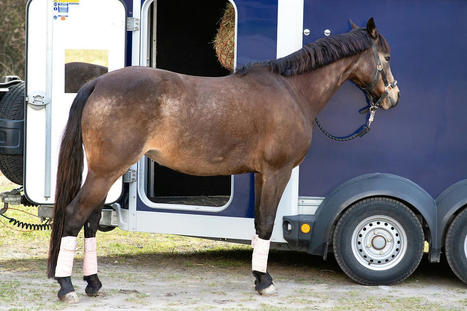 L’éclairage réduit le stress du transport chez le cheval | vetitude | Scoop.it