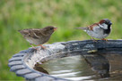 En cinquante ans, les animaux sauvages ont décliné de 68 % en raison des activités humaines | Vers la transition des territoires ! | Scoop.it