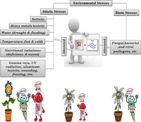 Can Interaction Between Silicon And Plant Growth Promoting Rhizobacteria Benefit In Alleviating Abiotic And Biotic Stresses In Crop Plants? | Plant & environmental stress | Scoop.it