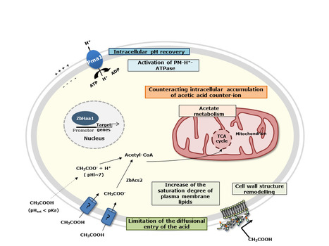 Acetic Acid tolerance in Yeasts - A Physiological Genomics Perspective | iBB | Scoop.it