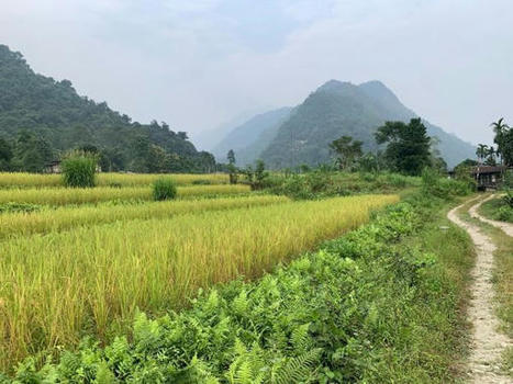 BHUTAN: SRI Project Visit in Marangdut | SRI Global News: February - April 2024 **sririce -- System of Rice Intensification | Scoop.it
