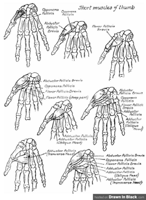 How to Draw Hands: 35 Tutorials, How-To’s, Step-by-Steps, Videos, Studies, Poses and Photo References | Drawn in Black | Drawing References and Resources | Scoop.it