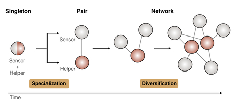 Zenodo: NLR singletons, pairs and networks: evolution, assembly and regulation of the intracellular immunoreceptor circuitry of plants (2019) | Plants and Microbes | Scoop.it