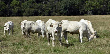 Jeunes bovins et broutards : lever les freins à la contractualisation dans la filière bovine | Actualité Bétail | Scoop.it