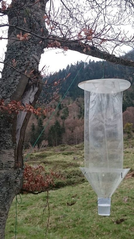 Un Atlas de Biodiversité Communale sur Tramezaygues - Parc national des Pyrénées | Vallées d'Aure & Louron - Pyrénées | Scoop.it