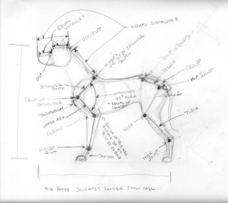 Canine Anatomy Reference | Drawing References and Resources | Scoop.it
