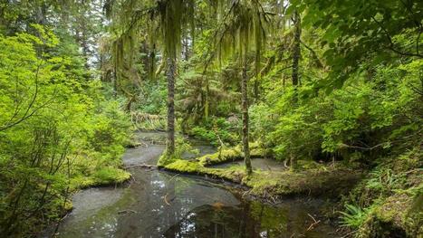 Trump Authorizes Logging In Alaskan National Forest Less Than Two Weeks After Signing Trillion Trees Initiative - Forbes.com | Agents of Behemoth | Scoop.it