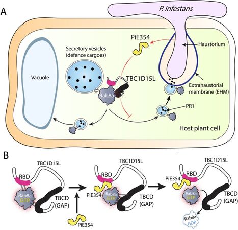 bioRxiv: An oomycete effector co-opts a host RabGAP protein to remodel pathogen interface and subvert defense-related secretion (2024) | Publications | Scoop.it