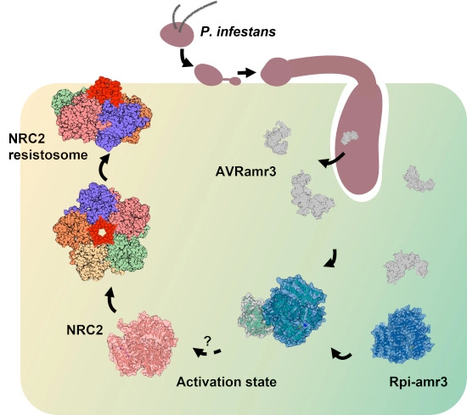 EMBO J: Effector-dependent activation and ...