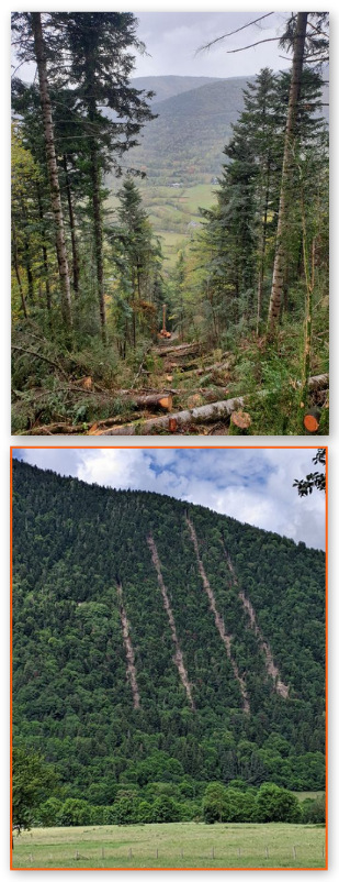 Exploitation du bois par "câble mât" sur Guchen | Vallées d'Aure & Louron - Pyrénées | Scoop.it
