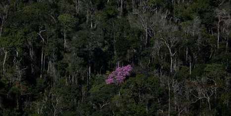 Des millions d’hectares de forêt amazonienne ouverts à l’exploitation minière | Economie Responsable et Consommation Collaborative | Scoop.it