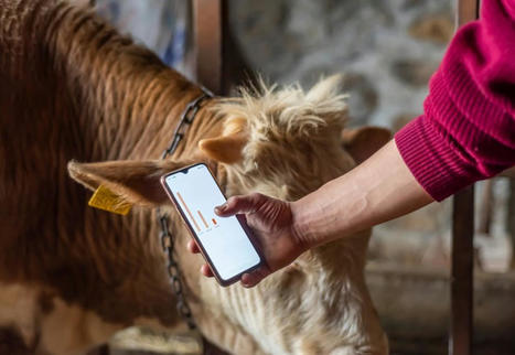 Les élevages bovins viande toujours plus connectés | Actualité Bétail | Scoop.it