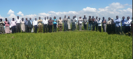 KENYA: System of Rice Intensification in Kenya: Lessons Learnt for Upscaling SRI in Africa | SRI Global News: February - April 2024 **sririce -- System of Rice Intensification | Scoop.it