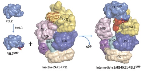 Science: Ligand-triggered allosteric ADP release primes a plant NLR complex (2019) | Plants and Microbes | Scoop.it