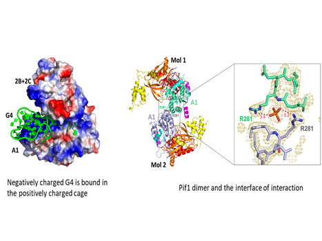 Un aperçu de la base structurale du mécanisme de l’hélicase multifonctionnelle Pif1p de S. cerevisiae | Life Sciences Université Paris-Saclay | Scoop.it