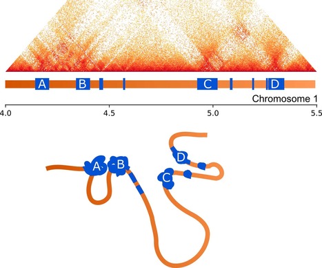 PLOS Genetics: Repeat elements organise 3D genome structure and mediate transcription in the filamentous fungus Epichloë festucae (2018) | Plant Pathogenomics | Scoop.it