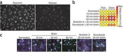 Synchronization of secretory protein traffic in populations of cells : Nature Methods : Nature Publishing Group | Plant Cell Biology and Microscopy | Scoop.it