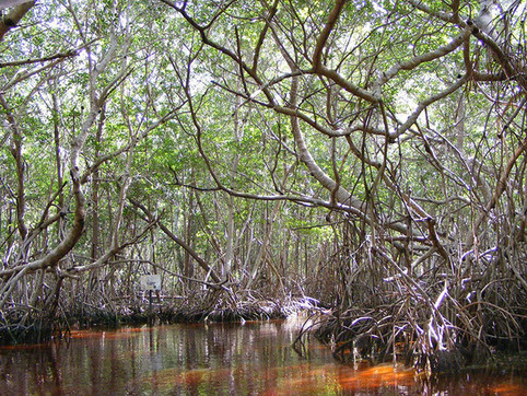 La mangrove disparaît dans l’indifférence générale et c’est une catastrophe pour la planète | Veille territoriale AURH | Scoop.it