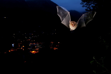 Trophées de la biodiversité : Identification d'une trame sombre sur le territoire du Parc National des Pyrénées | Vallées d'Aure & Louron - Pyrénées | Scoop.it