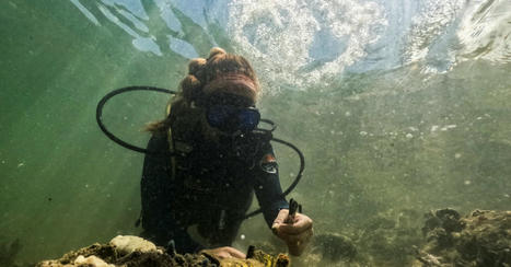 Coral reefs suffer fourth global bleaching event, NOAA says - Reuters.com | Agents of Behemoth | Scoop.it