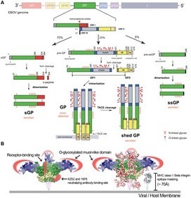 The Secret Life of Viral Entry Glycoproteins | Virology News | Scoop.it