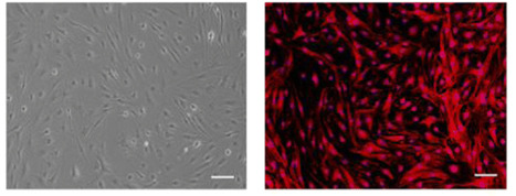 Compositional and Structural Analysis of GAGs in Cell-Derived ECM | iBB | Scoop.it