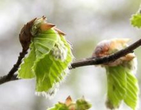 L’éclairage nocturne avance le printemps | Veille territoriale AURH | Scoop.it