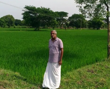 TAMIL NADU, INDIA: A New Style of Growing Rice | SRI Global News: February - April 2024 **sririce -- System of Rice Intensification | Scoop.it