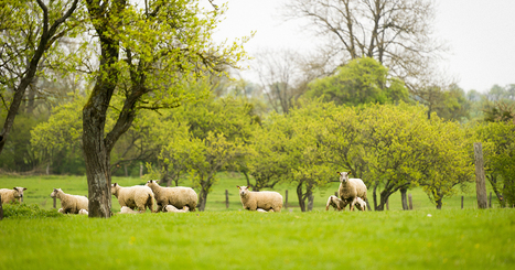 L'agroécologie plus rentable que l'agriculture conventionnelle, mais moins aidée | Vers la transition des territoires ! | Scoop.it