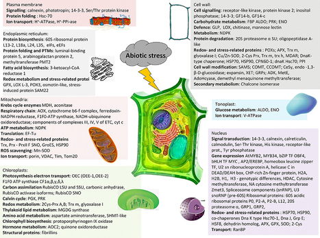 Plant Abiotic Stress Proteomics: The Major Factors Determining Alterations in Cellular Proteome | Plant & environmental stress | Scoop.it